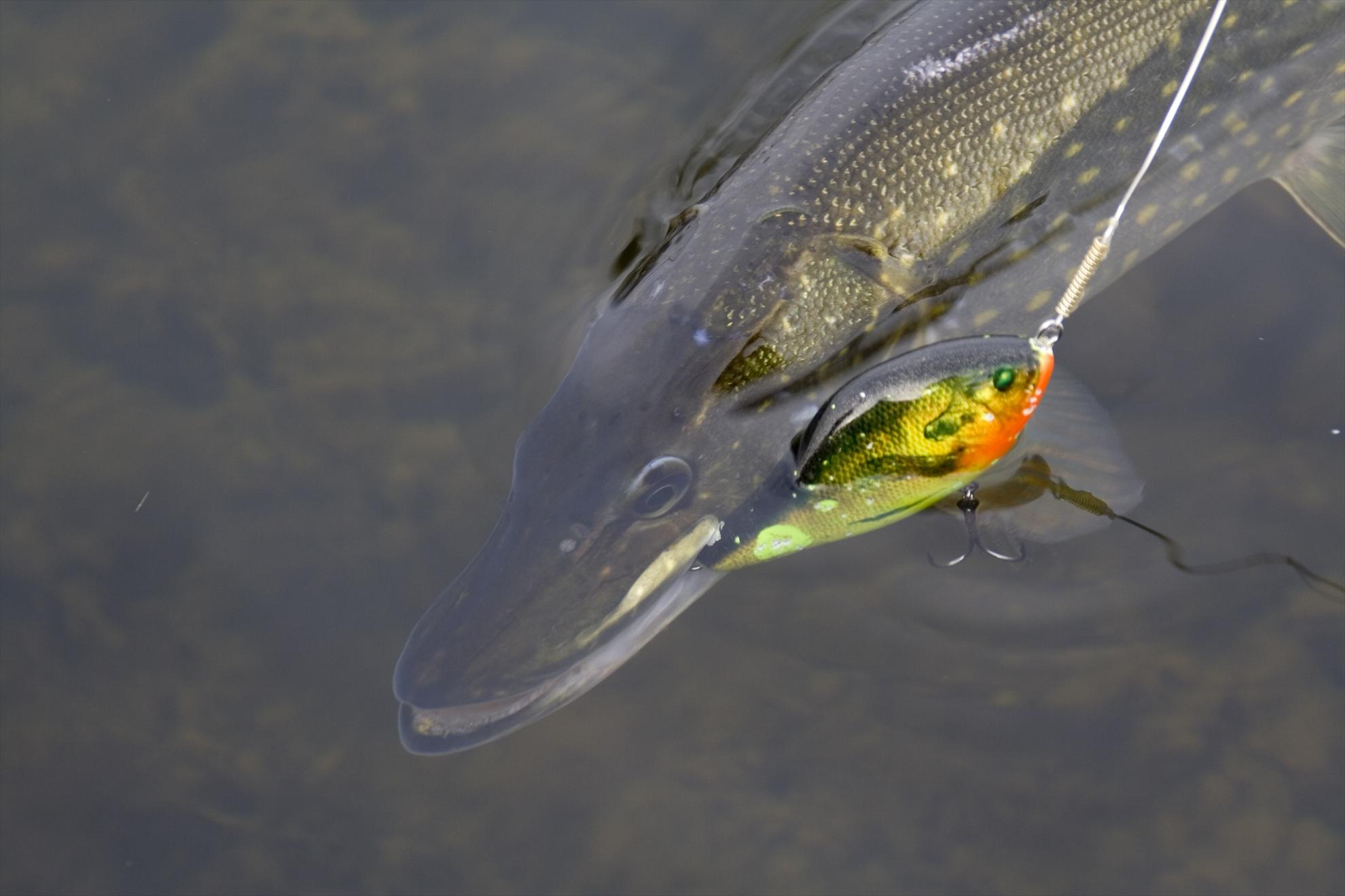 Nice :) - img3308.jpg